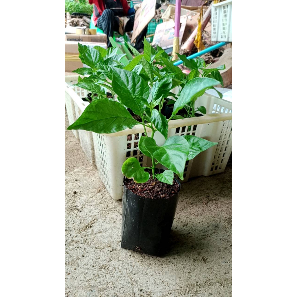ต้นพริกหยวก พร้อมปลูกในถุงดำ 29บาท ถุงดำพร้อมปลูก รูปที่ 3
