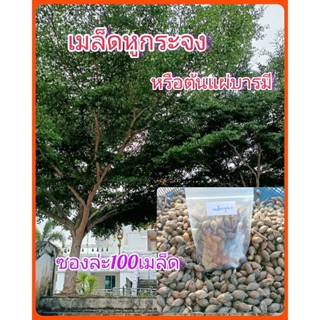 เมล็ดต้นหูกระจง หรือต้นแผ่บารมี สำหรับนำไปเพาะปลูกขยายพันธุ์ ซองล่ะ 100เมล็ด