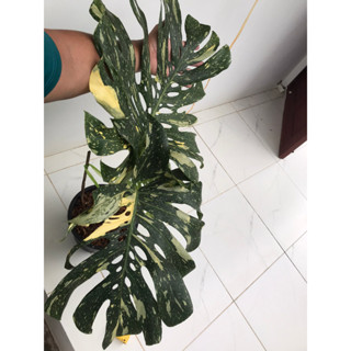 มอนสเตอร่า ไทคอน📌Monstera Thai constellation📌ได้สินค้าตามรูป📌อ่านรายละเอียดก่อนสั่งซื้อ