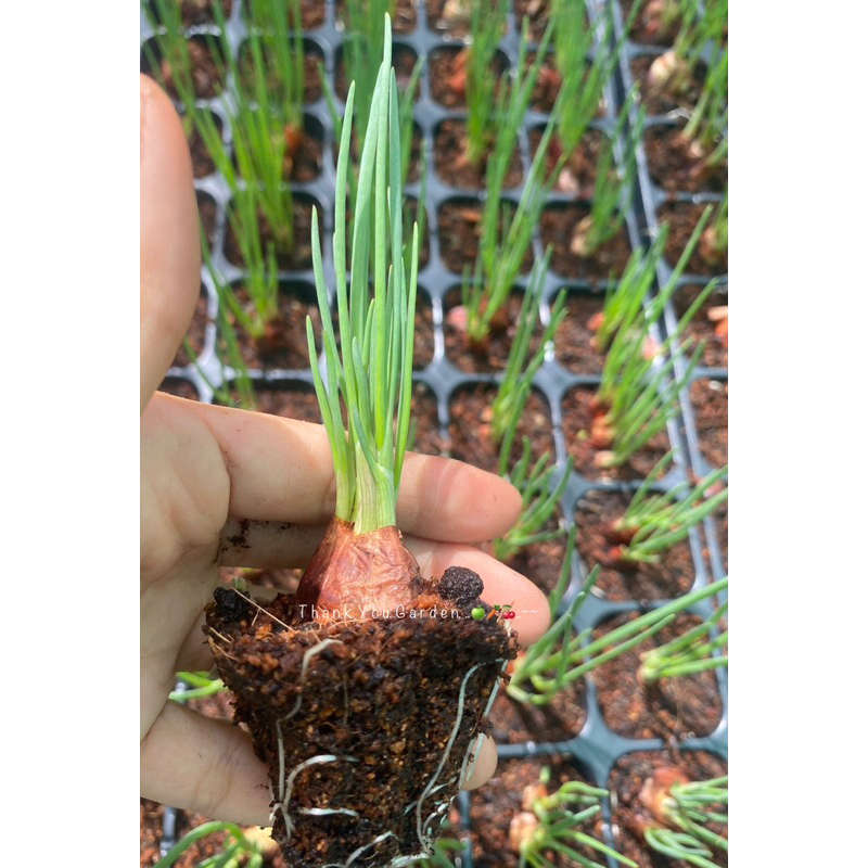 ต้นหอม 10ต้น=50บาท ต้นกล้าหอมแบ่ง ปลูกครั้งเดียวตัดทานได้ทั้งปี 10 Green Onion 🌱baby Plant #ผักสวนครัว #สมุนไพร #herb