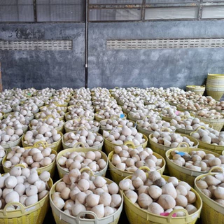 ** จัดส่งฟรี **มะพร้าวสด มะพร้าวน้ำหอม น้ำมะพร้าว Natura Harvest น้ำมะพร้าวน้ำหอม 1กล่องๆละ 12 ลูก