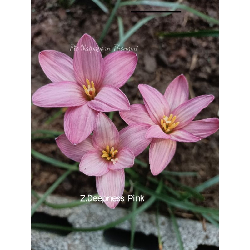 บัวดินสีชมพูกลีบเกิน Z.Deepness Pink 7หัว50บาท