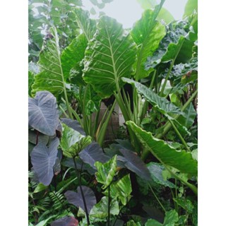 Alocasia Macrorrhiza หรือ บอนกระดาษเขียว(ยักษ์) ส่งแบบต้นไม้ตัดใบ