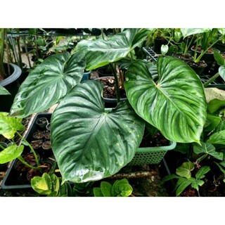 🪴ฟิโลเดนดรอน พราวมณี ใบกลม / philodendron plowmanii round form