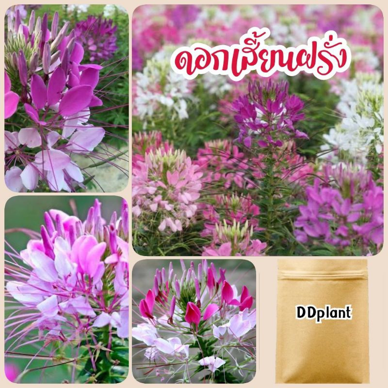 เมล็ดดอกเสี้ยนฝรั่ง 800 เมล็ด คละสี ดอกไม้