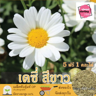 ซื้อ5 แถม1 เมล็ดพันธุ์ ดอกเดซี่ขาว 40 เมล็ด (White Daisy Silver Princess Seed) เมล็ดพันธุ์แท้ ปลูกง่าย อัตรางอกสูง เก็บเ