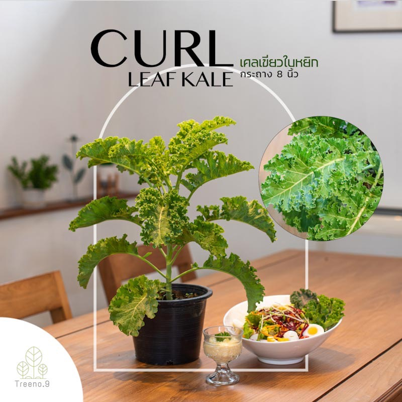 Treeno.9 T435 ผักเคล เขียวใบหยิก (Kale) กระถาง 8 นิ้ว / สูง 40-50 ซม. / ผักออแกนิค สายรักสุขภาพ (ต้นไม้)