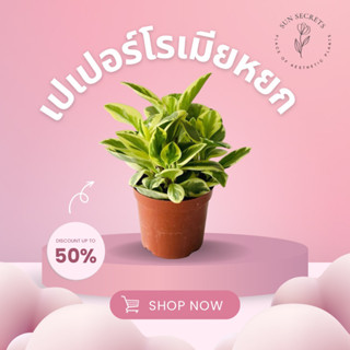 เปเปอร์โรเมียหยกด่างเหลือง(baby rubber plant)