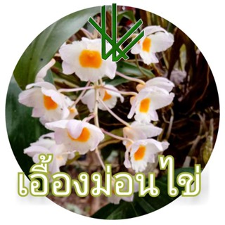 กล้วยไม้ป่า เอื้องม่อนไข่ กล้วยไม้ ไม้ป่า ไม้หายาก Orchid