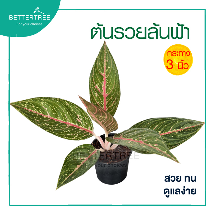 รวยล้นฟ้าเลกาซี่ แดง กระถาง 5 นิ้ว  อโกลนีมา ต้นไม้ฟอกอากาศ ต้นไม้มงคล
