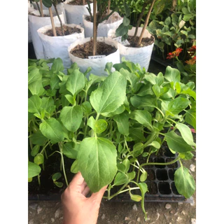 ต้นกล้าทานตะวัน พร้อมปลูก 10 บาท ซื้อ 10แถม 2