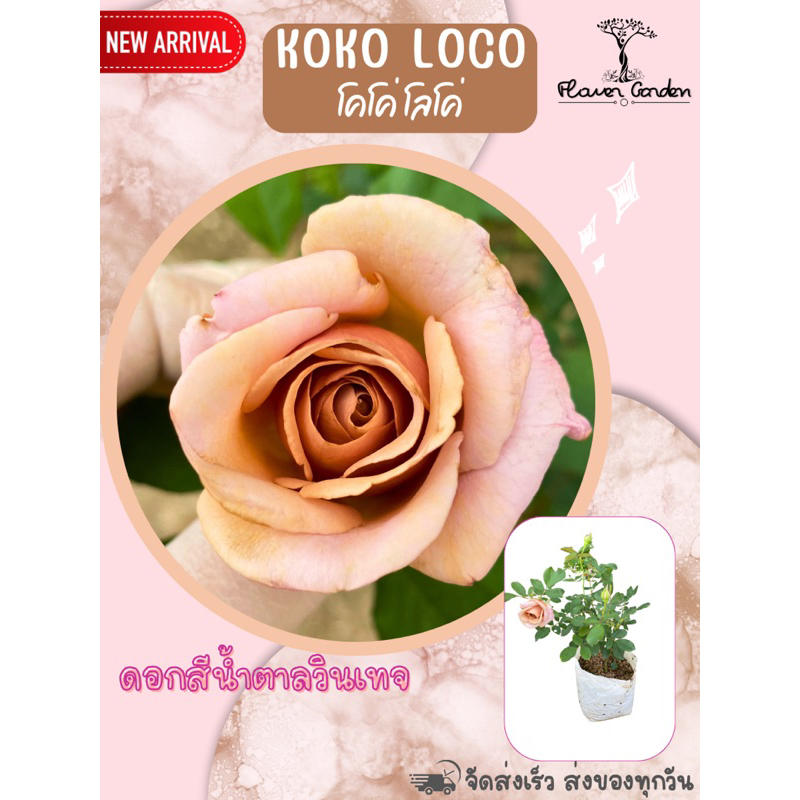 F407 กุหลาบ koko  loko โคโค่ โลโค่ ดอกสีน้ำตาลวินเทจ (ส่งติดดอก) แบบถุงพร้อมส่ง