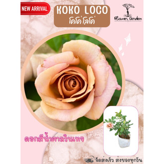 Flower Garden F407 กุหลาบ koko  loko ดอกสีน้ำตาลวินเทจ ติดดอก แบบถุงพร้อมส่ง