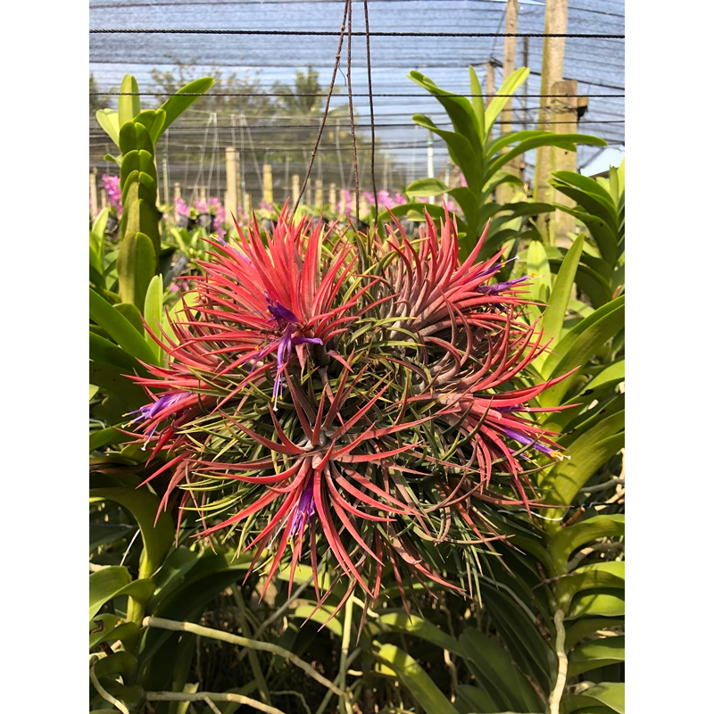 ทิลแลนเซียไอโอนันทา Tillandsia ionantha สัปปะรดสี ไม้ฟอกอากาศ ไม้ใบ ไม้ประดับปลูกในบ้าน