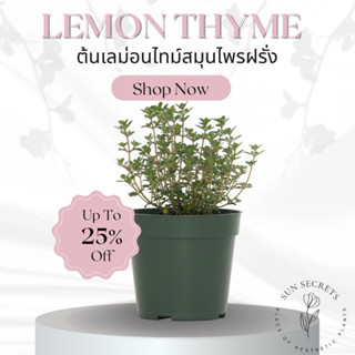 ต้นเลม่อนไทม์(Lemon Thyme) #สมุนไพรฝรั่ง