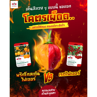 พริกฮาบาเนโร เรดไฟเออร์ โกลเด้นไฟเออร์ เมล็ดพันธุ์พริก (habanero) 20เมล็ด/ซอง พริกที่เผ็ดที่สุดในโลก ฮาบาเนโร่ พริกปีศาจ