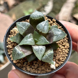 ไม้อวบน้ำ Haworthia bayeri hybrid ใบเงา สีสวยมากๆ #แคคตัส #กระบองเพชร #ไม้อวบน้ำ