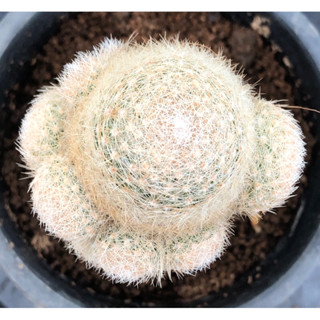 แคคตัส แมม เลนต้า  mammillaria lenta cactus ไม้กราฟ จำนวน 1 ต้น