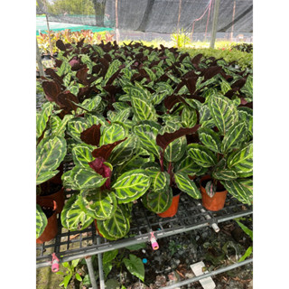 คล้านกยูง คล้าอิลลาสติส Calathea roseopicta Illustris ต้นคล้า กระถาง 7 นิ้ว