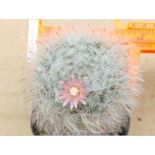 1A🍃😆แมมขนแมว คละสีดอก ส่งแบบถอดราก