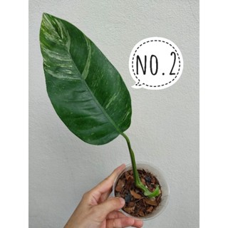 ระงดด่างขาว ระงดป่าด่างepipremnum giganteum variegated  เลือกต้นได้ ได้ต้นตามภาพ