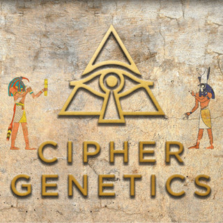 Cipher Genetic FEM. ฟีโนชัด ใบสีดำม่วงเข้ม