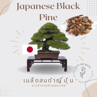 เมล็ดสนดำญี่ปุ่น(Japanese Black Pine) #เมล็ดแท้นำเข้า #เมล็ดสน #บอนไซ