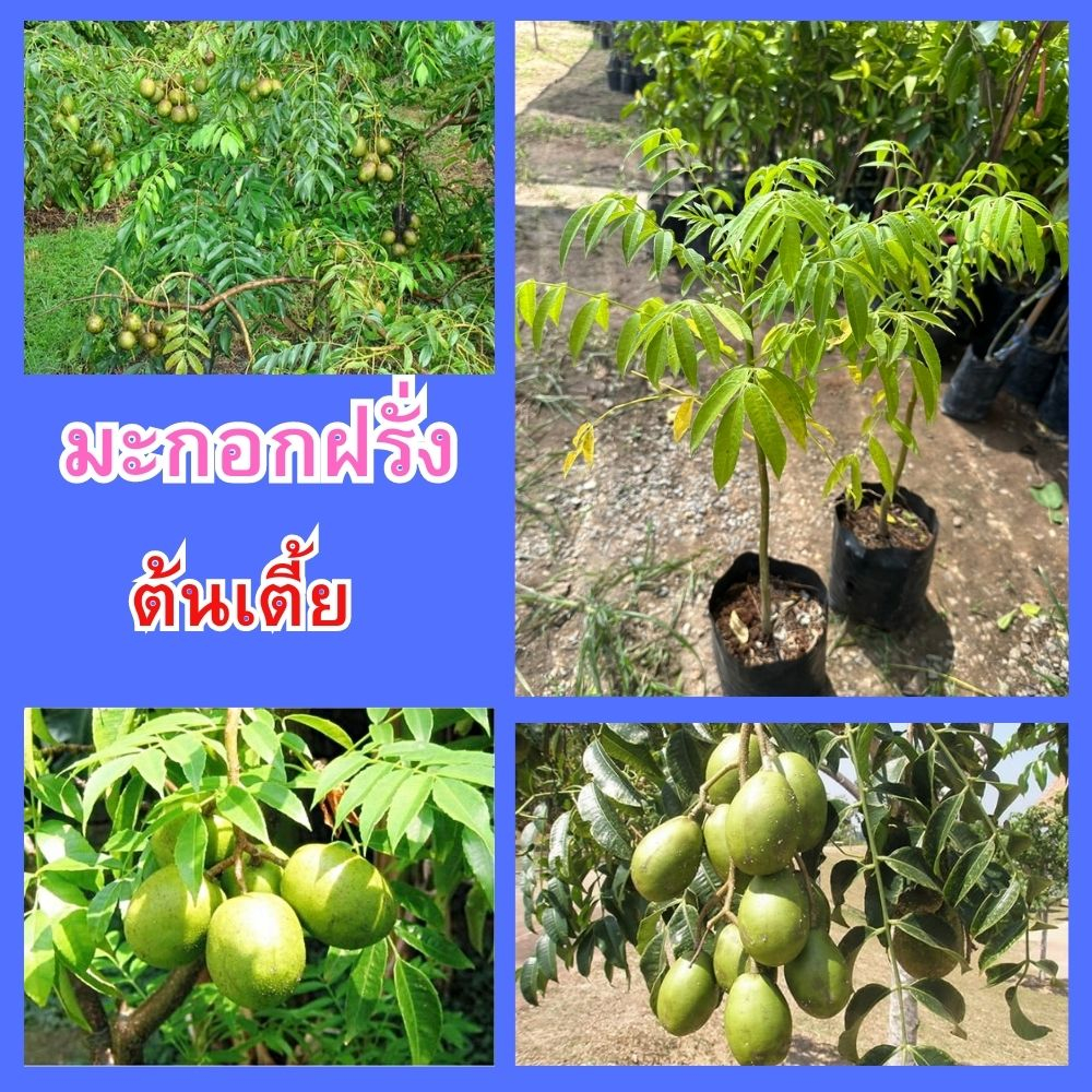 1 ต้น🍈มะกอกฝรั่ง  (ต้นเตี้ย)🍈 🌼🌼รสเปรี้ยวอมหวานมันและกรอบอร่อย🌼🌼 🌲ความสูง 45-50 ซม.🌲