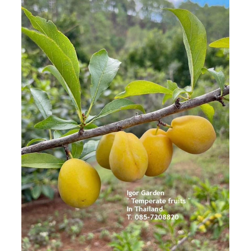 ต้นพลัม พันธุ์ ชิโร่ (Shiro Plum) >>ราคาเพียง 280 บาท/ต้น