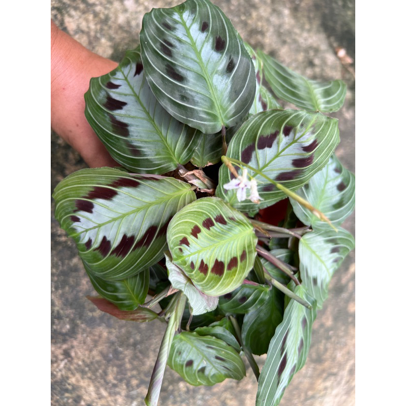 คล้ามารันต้าแบล็ค Maranta leuconeura ‘Black’ กระถาง 4”