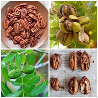 กล้าถั่วพีแคน (Pecan Nuts)🪴🫘 กล้าเพาะจากเมล็ด สูงประมาณ30-40ซม. กล้าละ300฿