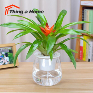 Thing a Home กระถางต้นไม้2ชั้น กระถาง​แบบใส ​เก็บน้ำได้รดน้ำอัตโนมัติ​