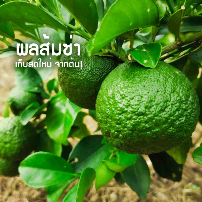 ผลส้มซ่า สดจากต้น ราคาขายต่อ 1กิโลกรัม