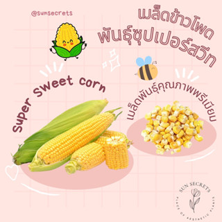 ☀️sunsecrets🍀 เมล็ดข้าวโพดพันธ์ุซุปเปอร์สวีท(Super sweet corn)