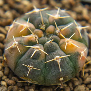 Gymnocalycium ochoterenae ด่างส้ม แคคตัส กระบองเพชร cactus ยิมโนคาไลเซียม ไม้ประดับ ไม้สะสม