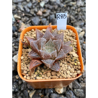 Haworthia Hybird Thailand กระถาง 2 นิ้ว จัดส่งทั้งกระถาง รหัส R85-108