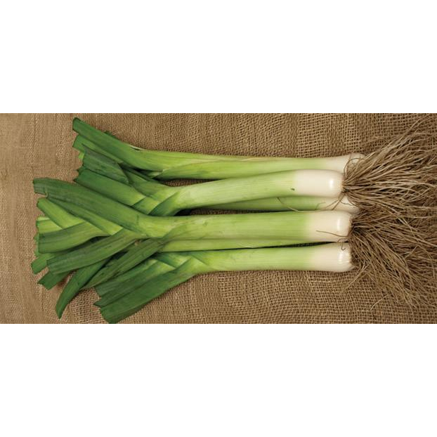 Leek กระเทียมต้น : Garden / 100 เมล็ด