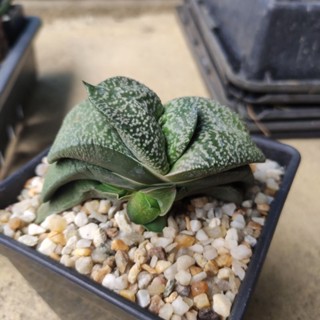 Gasteria armstrongii (ลิ้นกระบือ)ไม้โตช้า ต้นนี้ฟอร์มสวยมาก