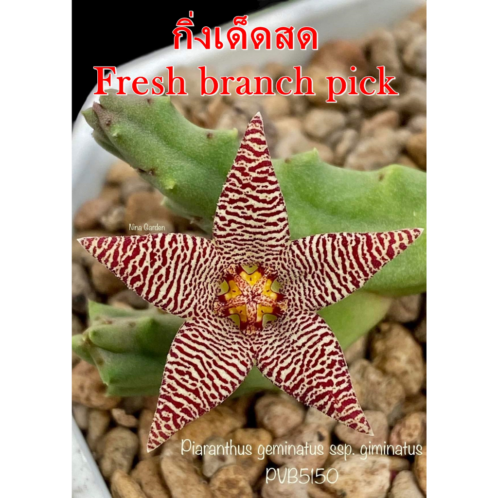 เก๋งจีน Piaranthus Geminatus ssp. Geminatus PVB5150 *กิ่งเด็ดสด* แคคตัส ไม้อวบน้ำ Cactus and Succulent