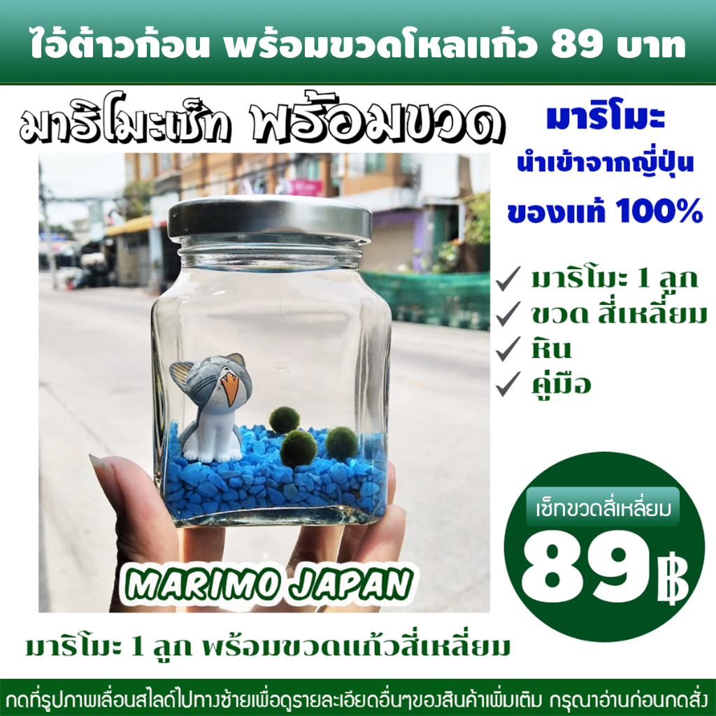 สาหร่าย มาริโมะ Marimo เซ็ทพร้อมขวดโหลแก้วสี่เหลี่ยม #44 มีของพร้อมส่ง