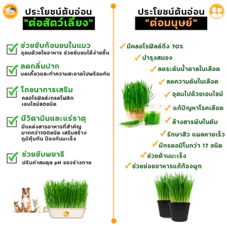 เมล็ดหญ้าแมวปลอดสาร เมล็ดข้าวสาลีคุณภาพดีคัดเกรด ปลูกง่าย โตไว หญ้าแมวเพื่อสุขภาพแมว