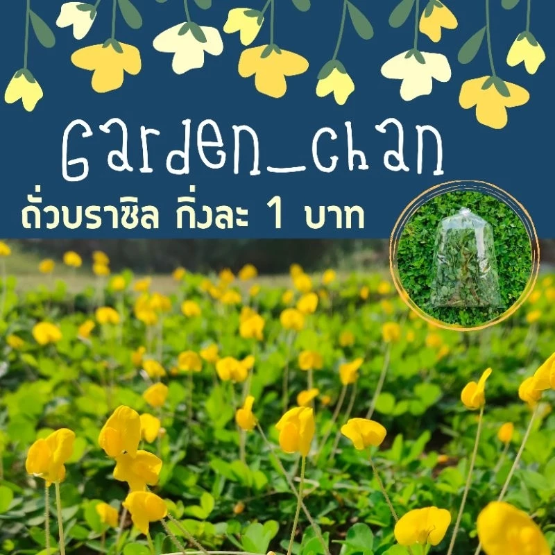 ถั่วบราซิล กิ่งละ 1 บาท ขั้นต่ำ 50 กิ่ง ได้ 60 กิ่ง ส่งวันถัดไปหลังจากชำระเงิน ตัดแบ่งได้2-3ท่อน