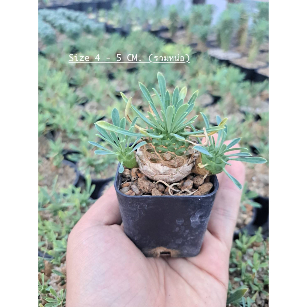 ยูโฟเบียจาปอนิก้า(Euphorbia Japonica) ยูโฟเบียคนป่า ยูโฟเบียนักกล้าม
