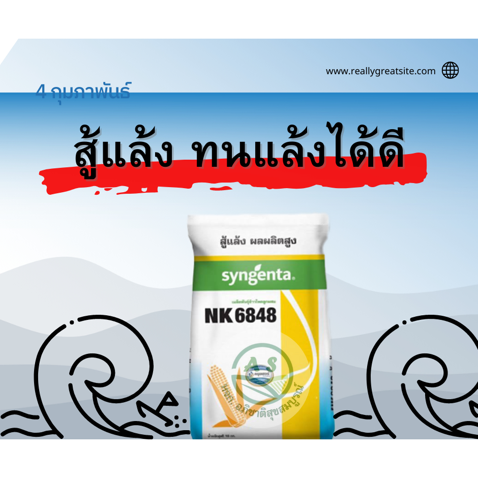 เมล็ดพันธุ์ข้าวโพด NK 6848 เมล็ดสีส้มสวย ทนทานโรค ขนาดบรรจุ 10 กิโลกรัม สู้แล้ง ผลผลิตสูง ฝักใหญ่ (ค