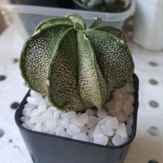 แอสโตร แคปริคอร์น แคคตัส Astrophytum capricorne ไม้เมล็ด