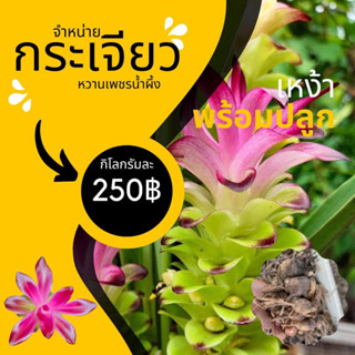 หัวพันธุ์กระเจียวหวานเพชรน้ำผึ้ง 1กิโลกรัม