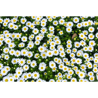ต้นพันธุ์ดอกเดซี่ Daisy สีขาว พร้อมปลูกในถุงดำ 39บาทดอกไม้ทานได้ ทำเป็นชาทานแก้เครียดผ่อนคลายทำผักอบกรอบเพื่อสุขภาพได้