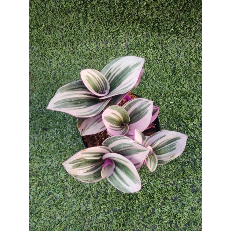 ต้นสายใยรักด่างชมพู [ Tradescantia zebrina bosse ] ในกระถาง3"