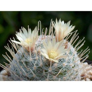 แมมดูไวหนามชมพู mammillaria duewi