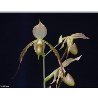 Paph.stonei  x Paph.parishii  ขนาดที่ขายเป็นกระถาง 2 นิ้ว